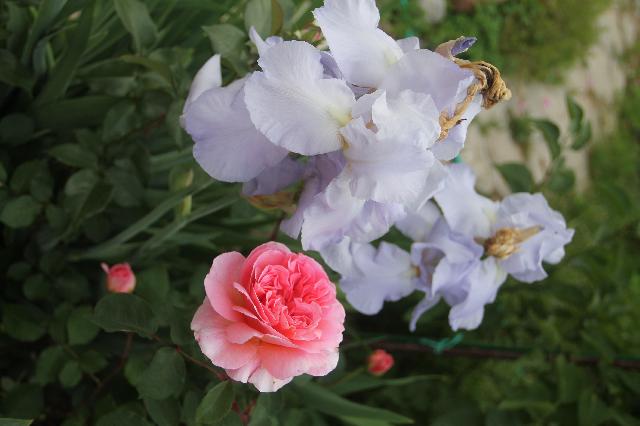 Ingwer J  Jensen Rose