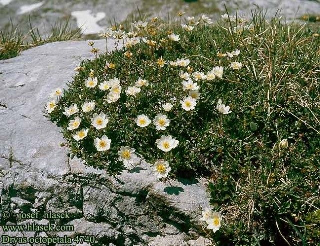 Dryas octopetala
