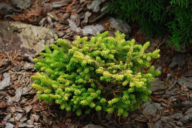 Picea orientalis Tom Thumb Gold
