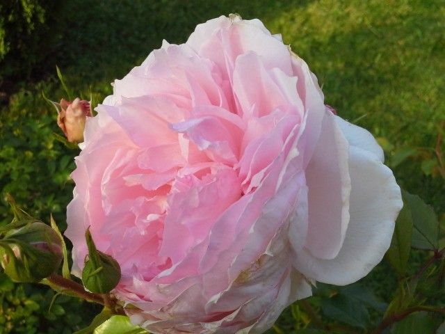Wedgwood Rose
