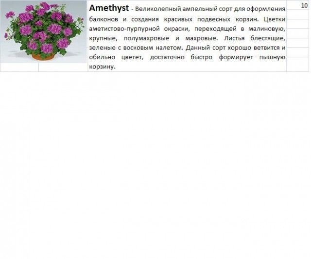 Пеларгония Аметист