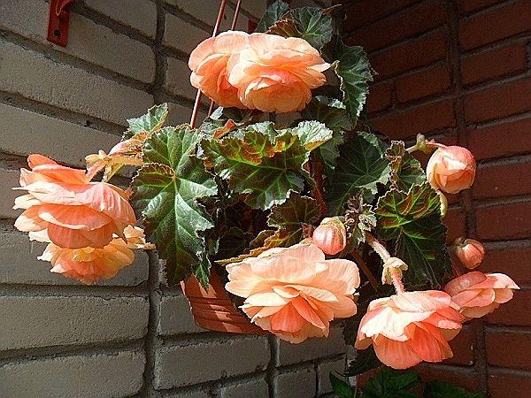 Клубневая бегония Splendide Apricot