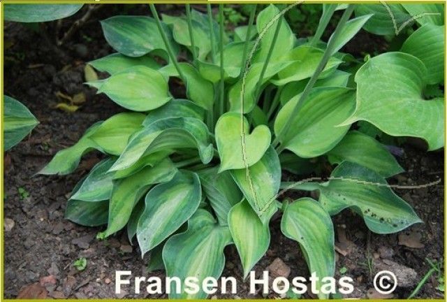 Hosta Tick Tock