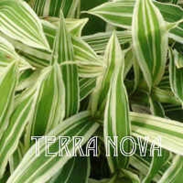 Carex 20ciliatomarginata 20 Treasure 20Island