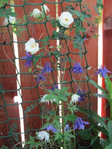 альбина плена шиповн  аквилежка