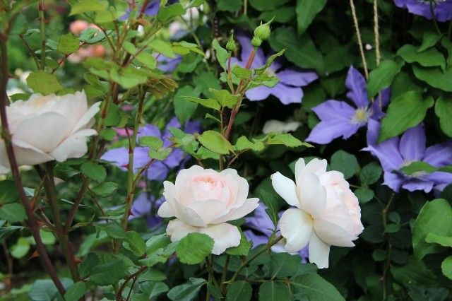 Сrocus rose  14