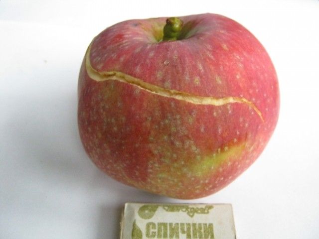 ОТТАВА 341