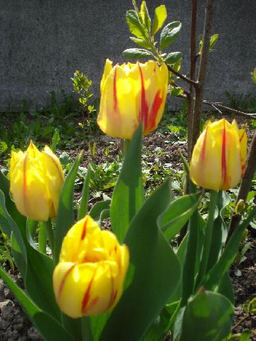 DSC00043