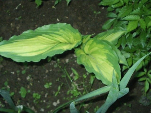 S2010115