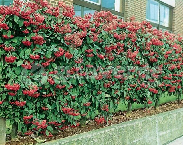 Cotoneaster lacteus