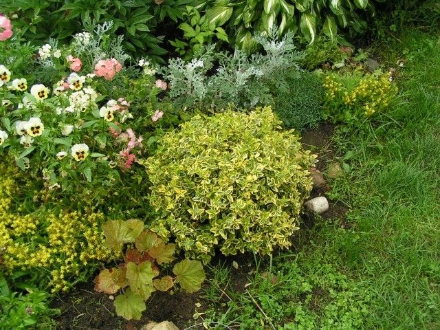 Бересклет июльский