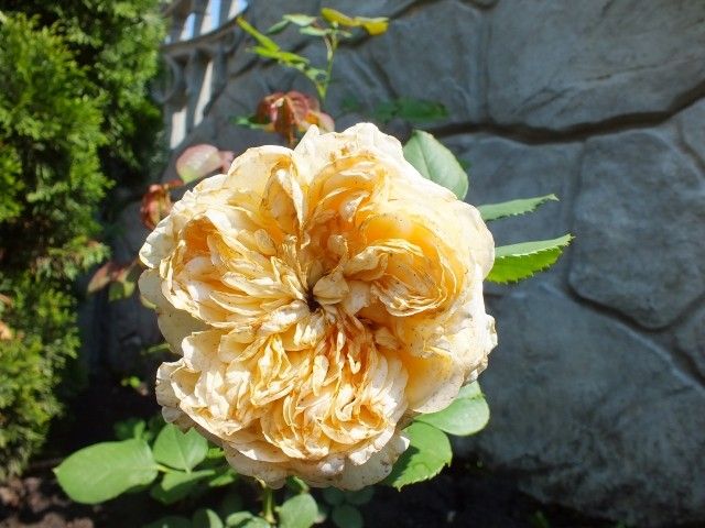 DSCF6822