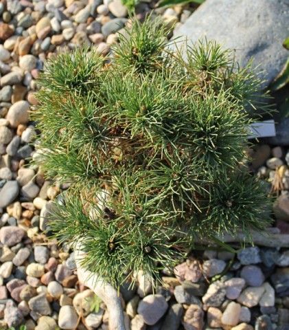 Pinus peuce  Arnold Dwarf