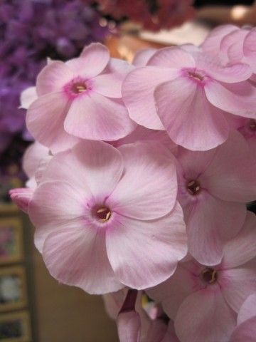 Екатерина Максимова  сеянец