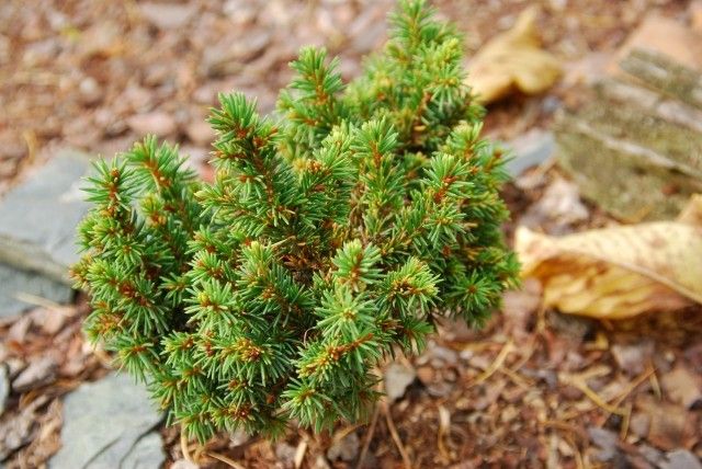 Picea abies Zadusi 2011 год