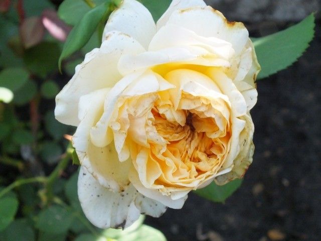 Apricot Sky  1