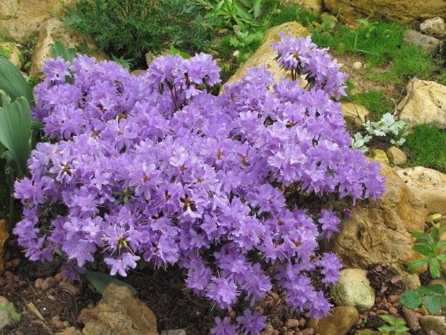 impeditum  Luisella 4