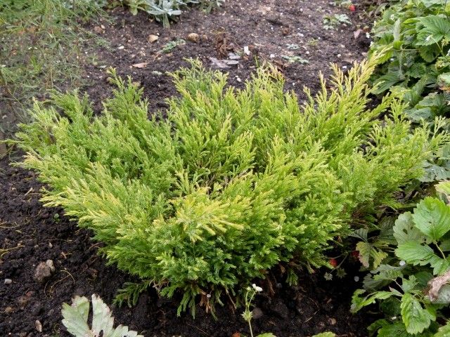 uniperus horizontalis ‘Lime Glow’