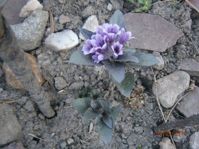 P4290096