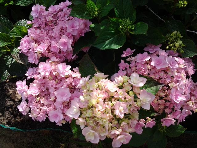 20140704 084950