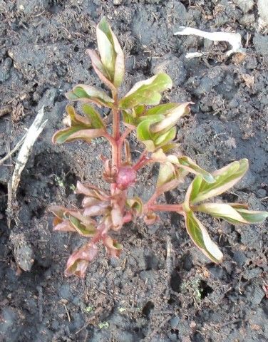 Изображение 001