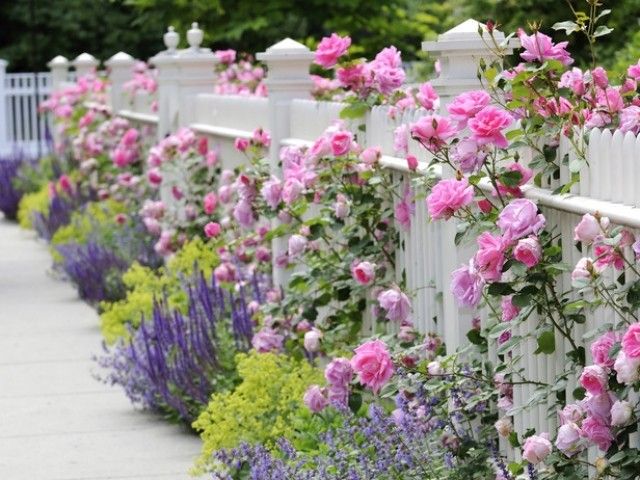 iStock 9999863 combining plants roses salvia catmint ladys mantle fence s4x3 lg