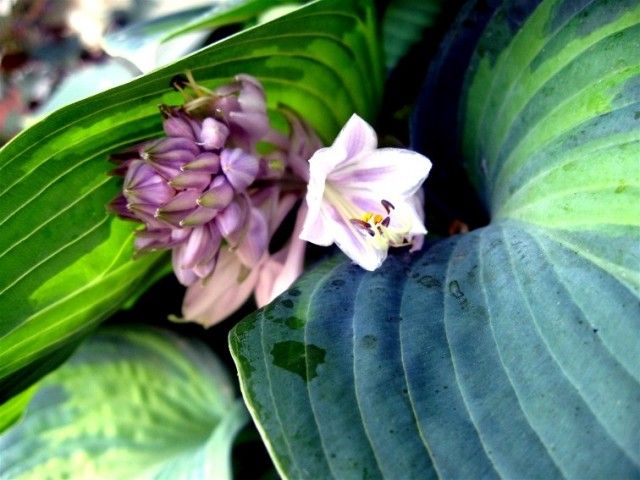 Hosta 20Flowers