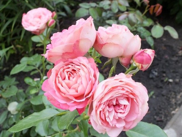 DSCF0839