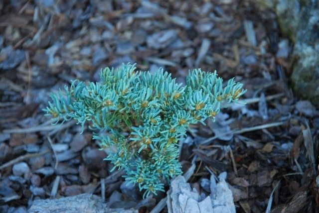 Abies concolor Blue Saphir  2011