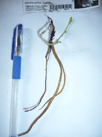 Клематис Jerzy Popieluszko