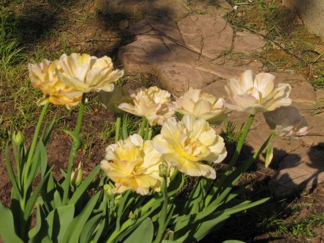 Акебоно Charming Lady 10