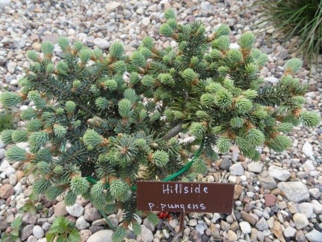 hillside pisea pungens