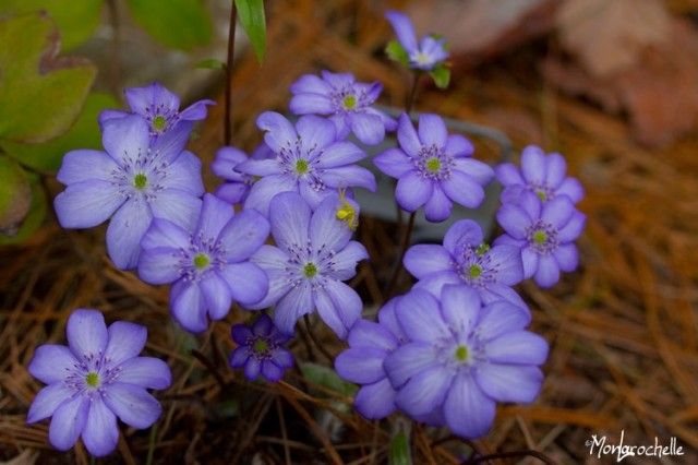 Hepatica transsylvanica Blue Jewel3
