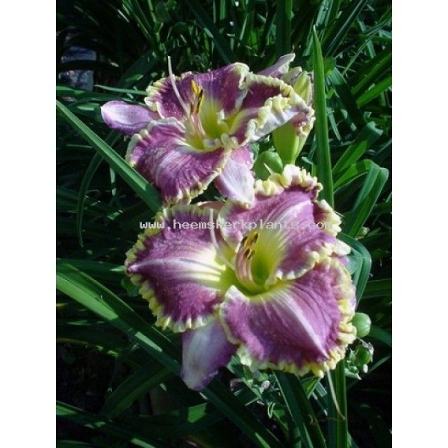 hemerocallis bestseller 3668 B
