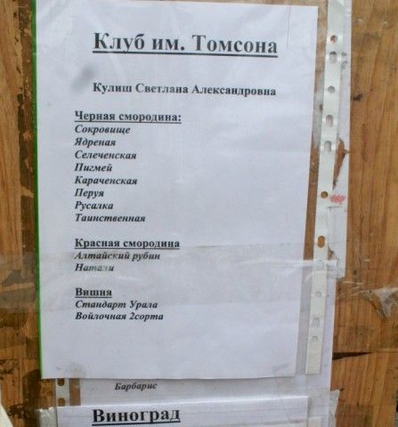 Кулиш1