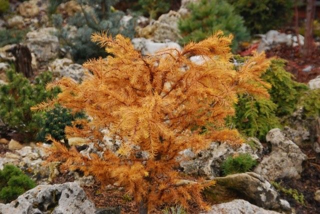 Larix kaempferi Little Bogle