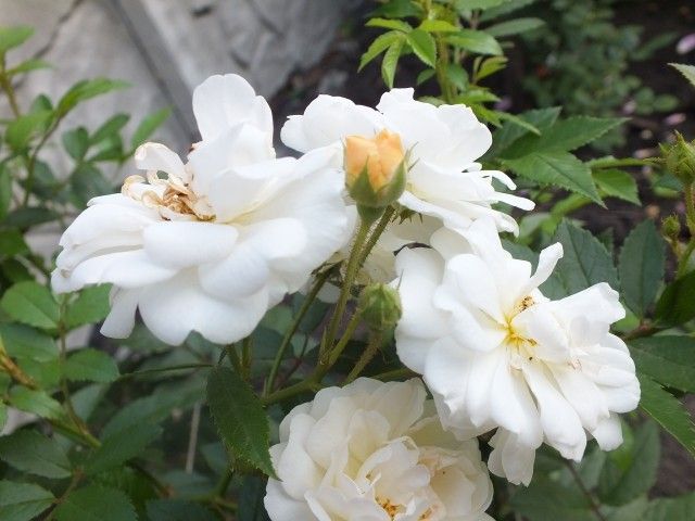 DSCF1456