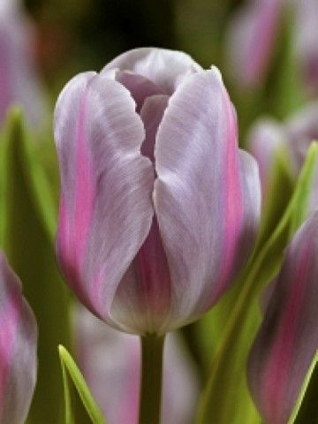Tulipa MISTRESS MYSTIC