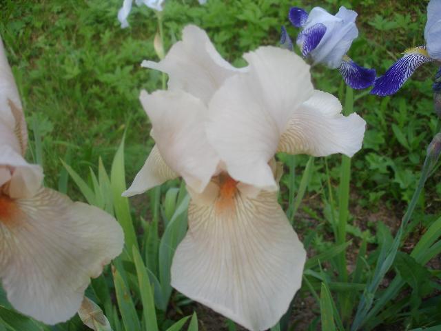 DSC07342