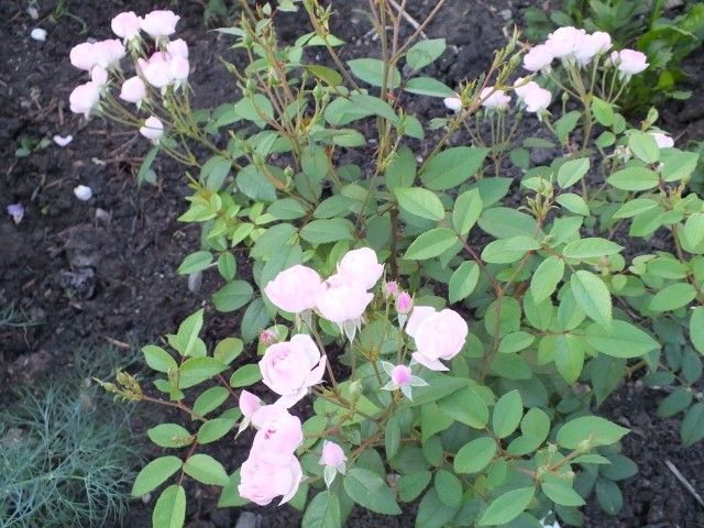 DSCF6279
