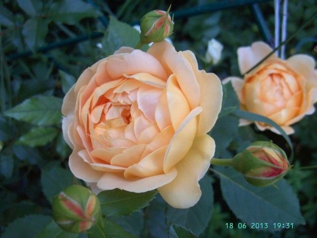 PICT0254