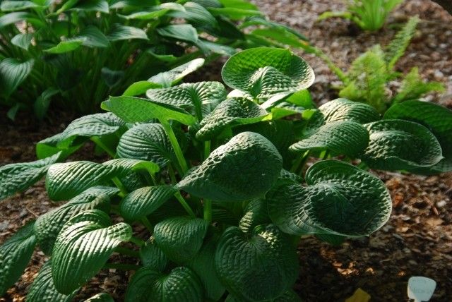 Hosta Black Hills4