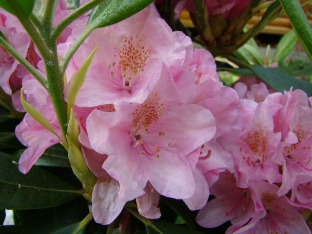 DSC02862