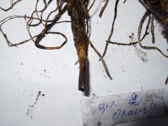 2012 0307 флокс Orange Perfection кончик