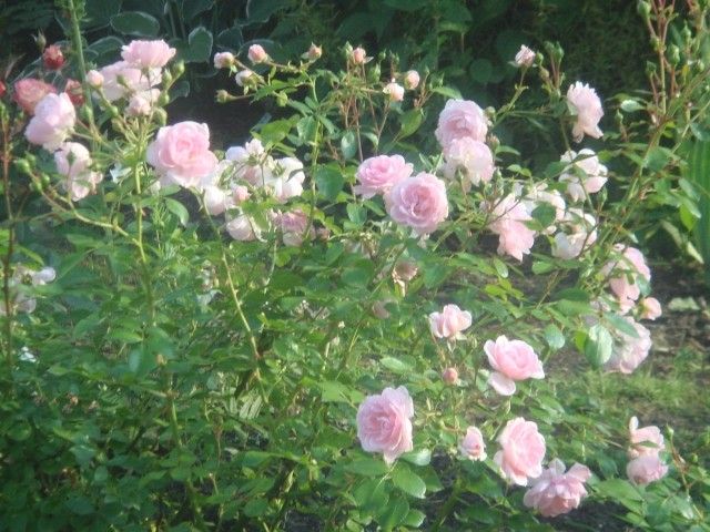DSC00990