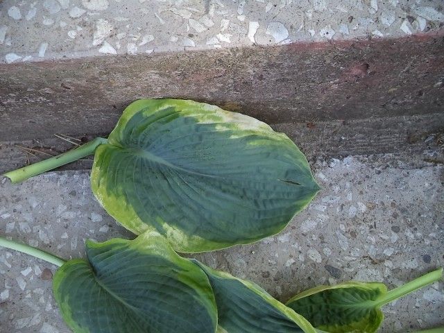 DSC00015