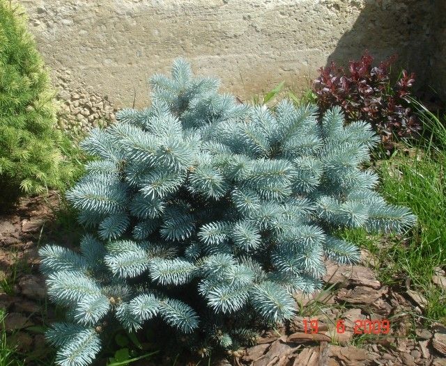 Глаука Глобоза 2009