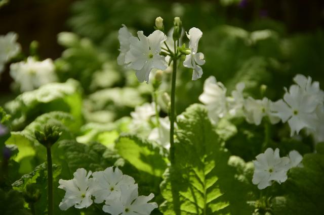 primula sieboldii alba