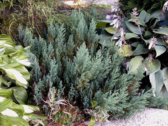 Juniperus horizontalis ‘Blue Pearl’