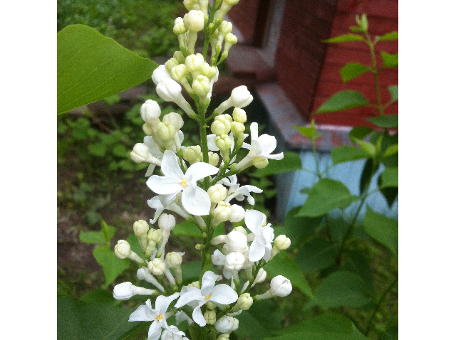 Безымянный